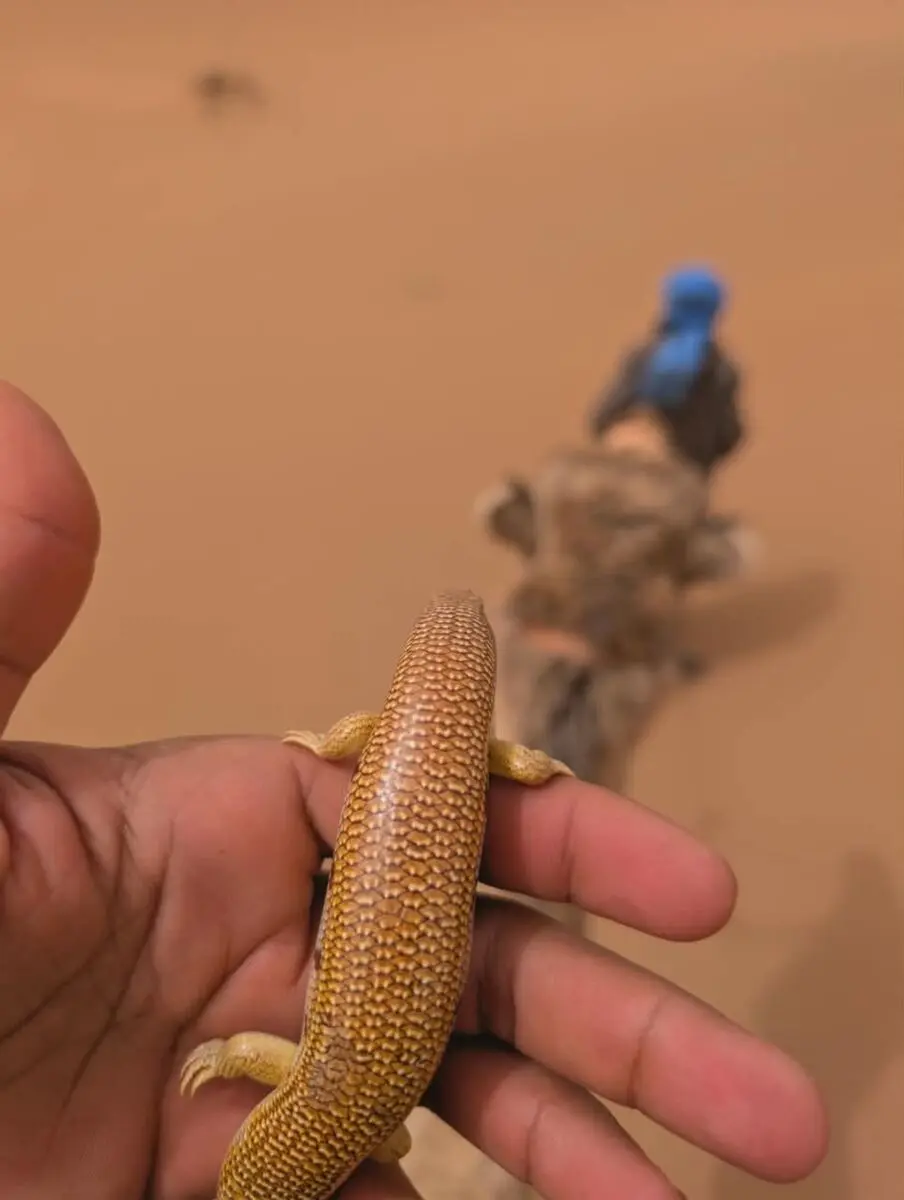 4x4 excursion Erg Zahar Mhamid El Ghizlane Sahara Morocco day trip