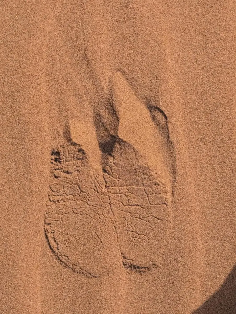 Caravane chameto Sahara Mhamid Maroc