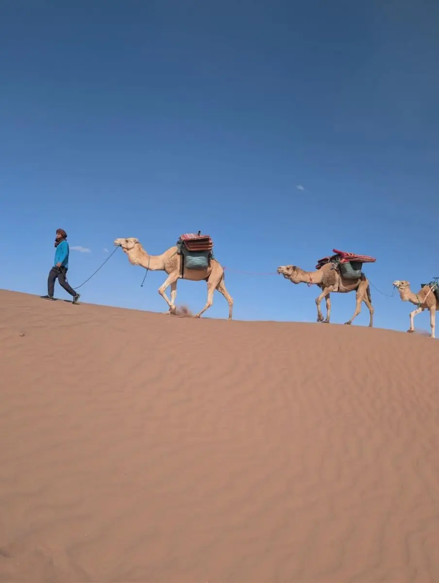 Camel caravan walking across sand dunes in the Sahara Desert under a clear blue sky