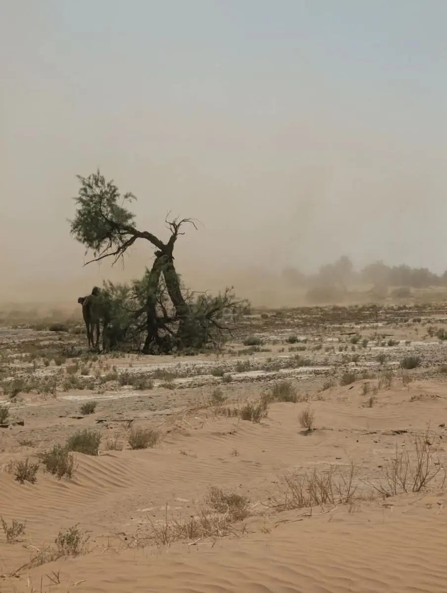 Sahara horizon dunes Mhamid