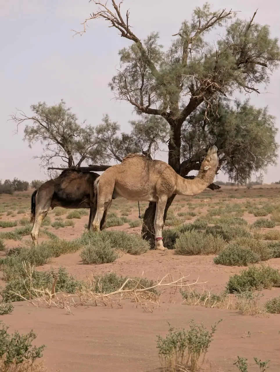 A camel and a donkey stand beneath a tree in a dry desert landscape.