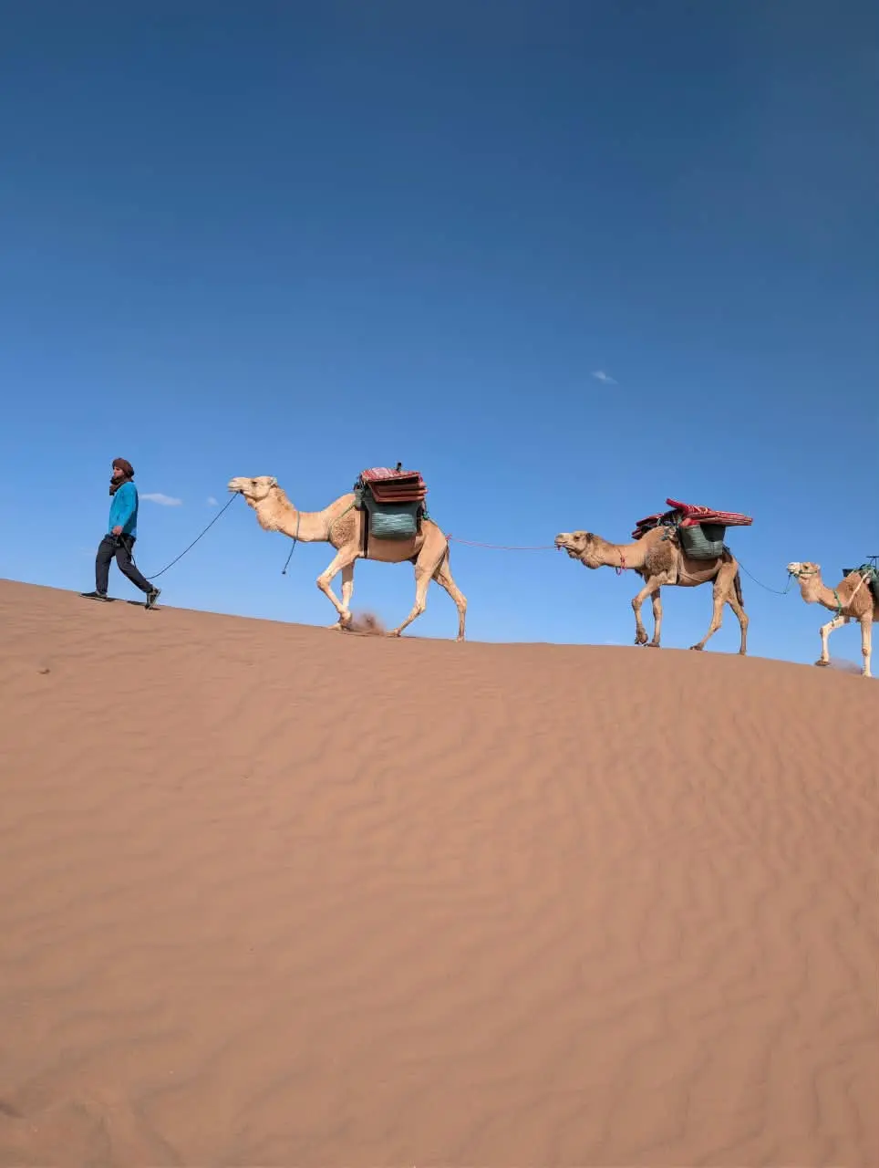 A line of camels crosses the crest of a sunlit sand dune beneath a blue sky.