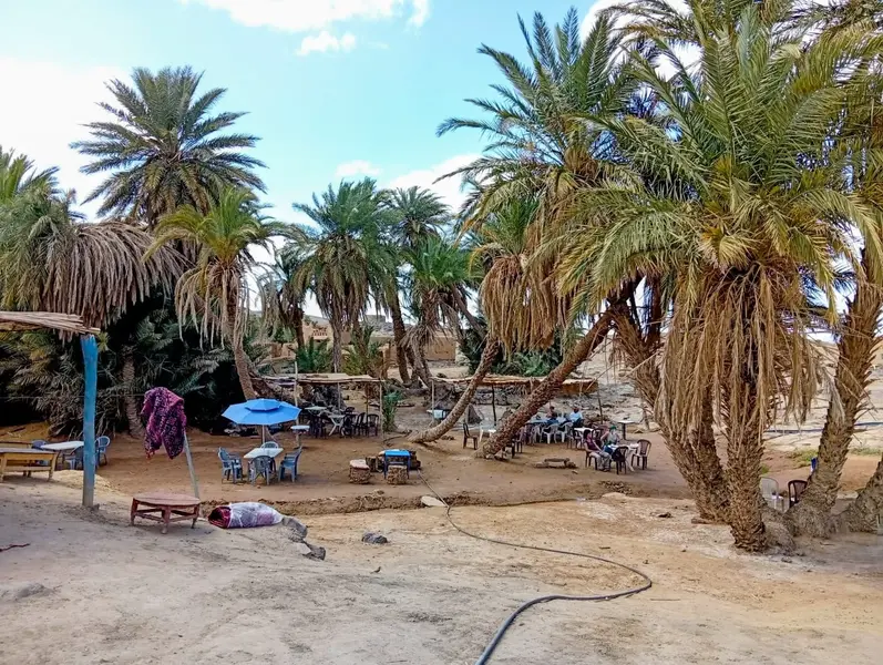 The palm grove and fields of the M’Hamid El Ghizlane oasis