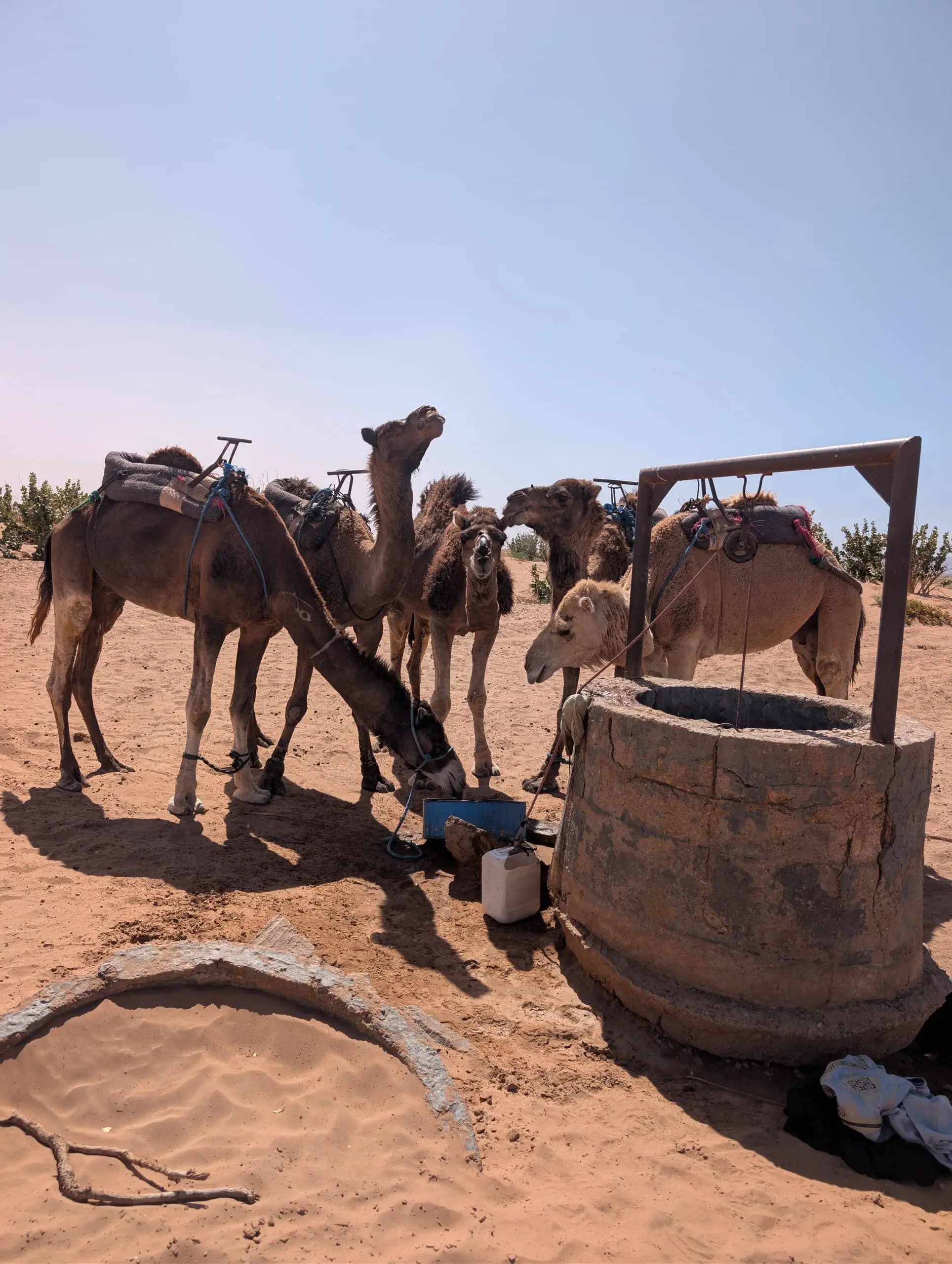 Camel trek Erg Zahar Mhamid Sahara